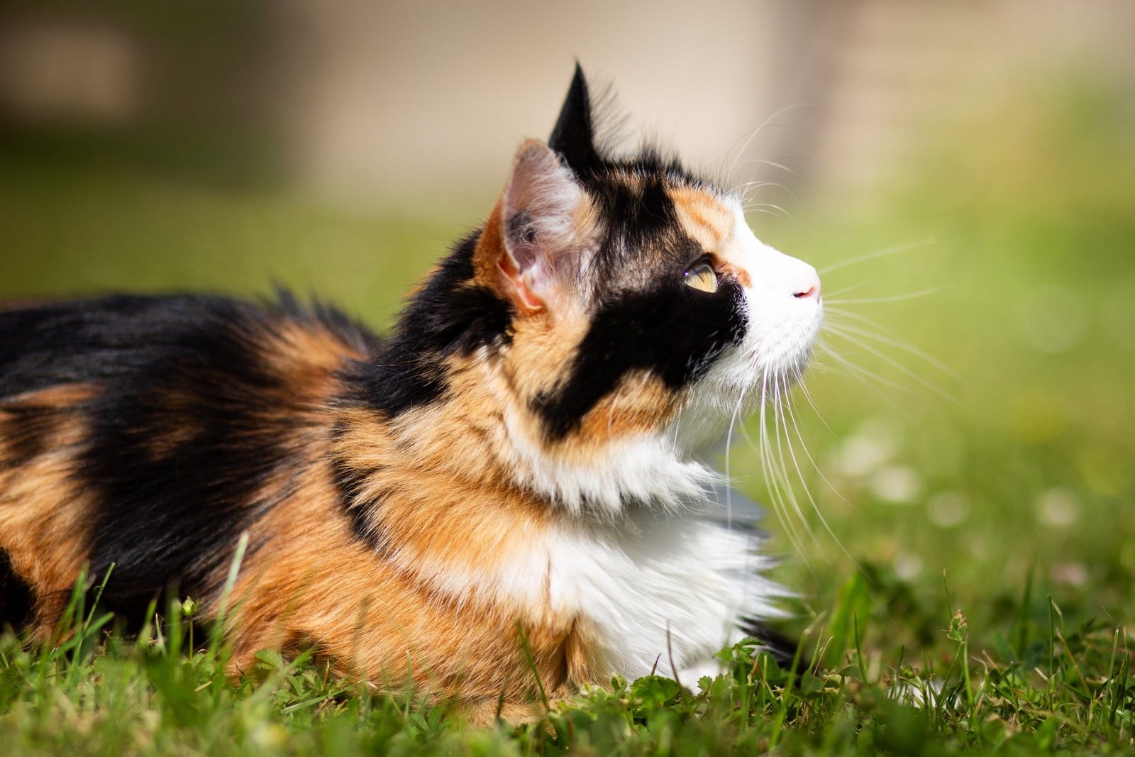 Portrait artistique d'un chat tricolore réalisé en extérieur dans le Finistère par AEL Photos et Breizh Korn Studio, photographe animalier en Bretagne