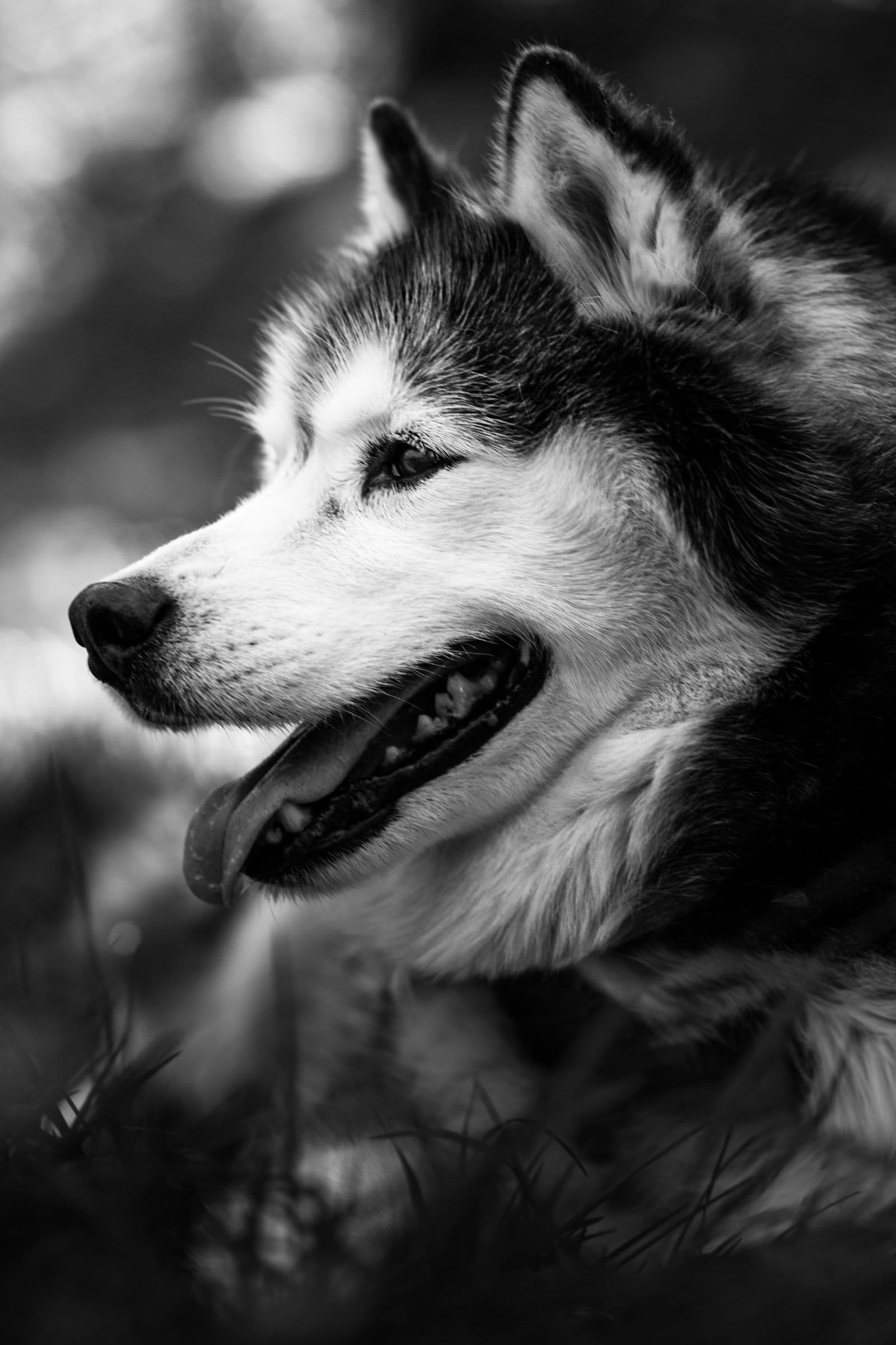 Chien en séance photo en extérieur avec AEL Photos et Breizh Korn Studio, photographe animalier au Faou dans le Finistère